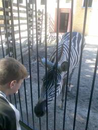 Zebras prašo batono